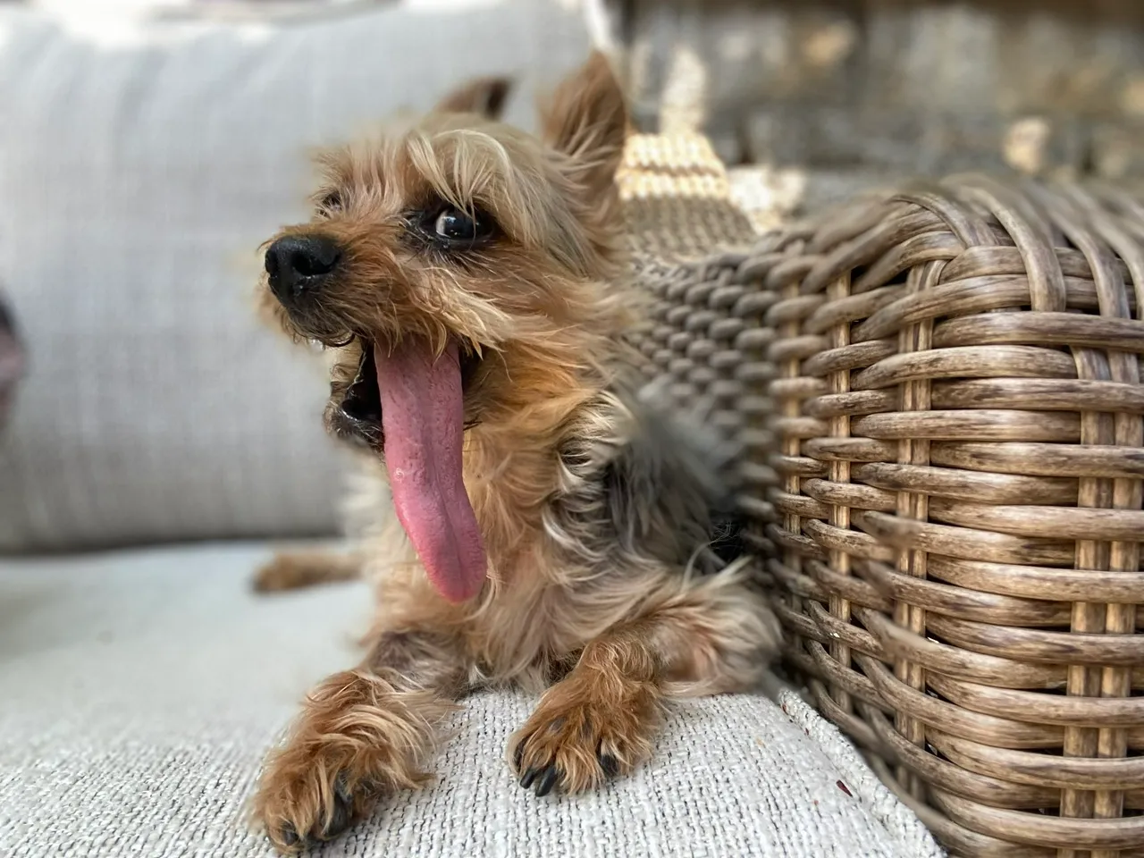 obie-tongue